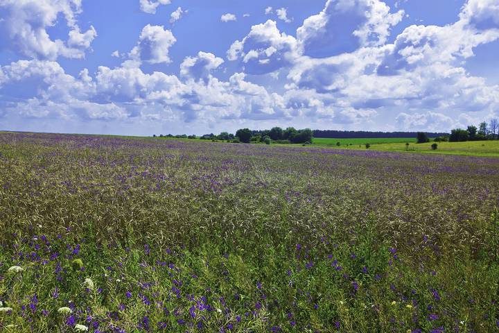 The Dnipro bluffs