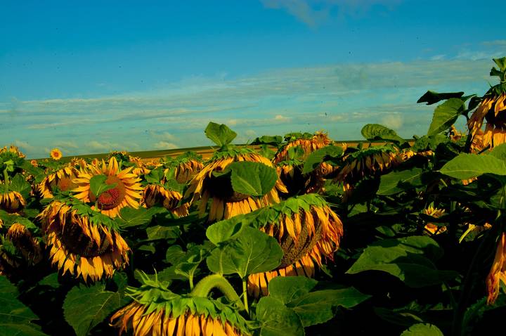 Sunflower field